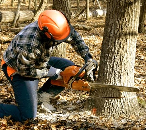 Tree Removal in Shipman, IL